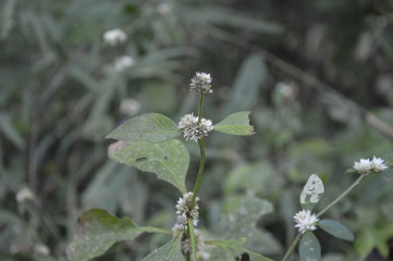 Nature