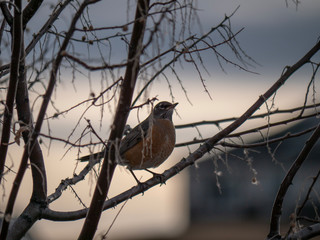 American robin perched on a tree branch