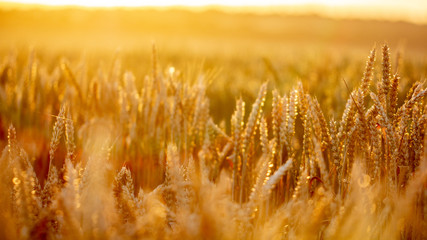 Field of ripe wheat on colorful sunset. Rural landscape.