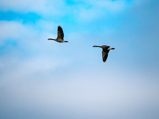 A pair of Canada geese in flight