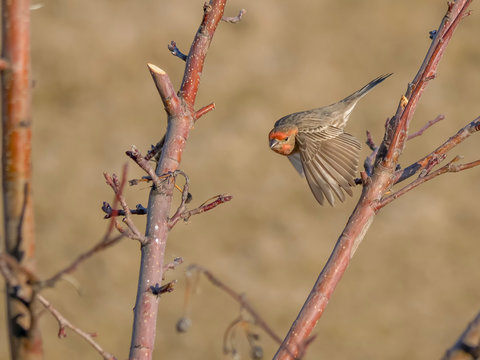 Male House Finch at a tree in winter