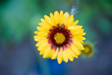 Beautiful flower against the backdrop of greenery, outdoors under natural lighting