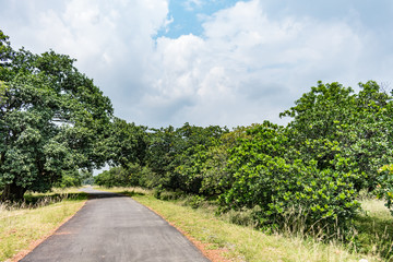 Fototapeta na wymiar rural village road with cashew trees plantation in both side.