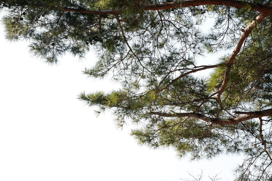 Pine tree branch ( Pinus merkusii ) isolated on white background