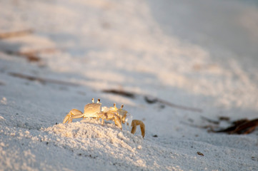 Ghost Crab