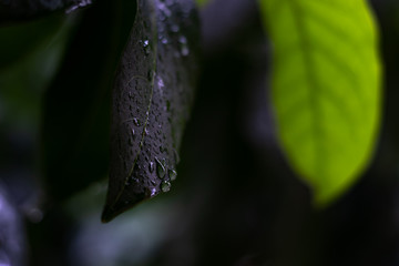 raindrops on leaf
