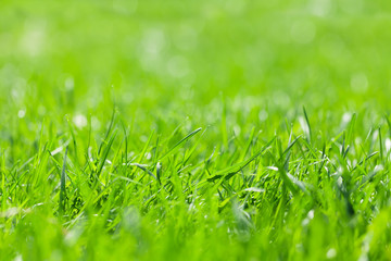 Green grass background