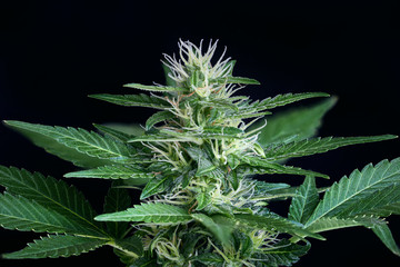 cannabis bud with trichomes on black background