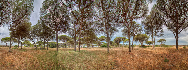 Panoramic landscape of a pine forest