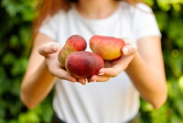 Isolated young woman holding some red plane peaches in her hands. Prunus persica platycarpa. Chinese, plane peach. Varieties: Galaxy, regalcake Aitona fruits
