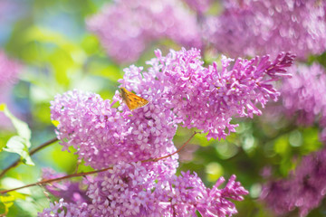 Blooming purple lilac closeup. The concept of beautiful summer flowering, natural beauty. Springtime and summer. Space for text, floral background.