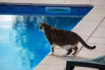 Chat au bord de la piscine