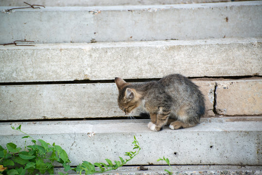 Gray and black kittens play on a good day