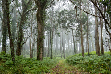 Fototapeta na wymiar Phosphate path with large trees and a thick fog