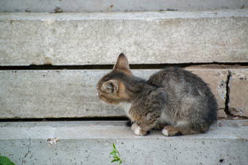 Gray and black kittens play on a good day