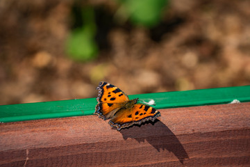 wooden, bench, insect, large, butterfly, multicolored, wings, walk, observation