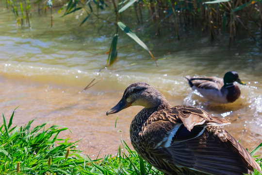 Female mallard (Anas platyrhynchos) looking at the camera with the male mallard swimming on the background - Image