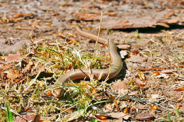 Blind worm on the forest ground in the sun