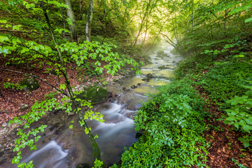 Fototapeta premium Forest creek, Romania
