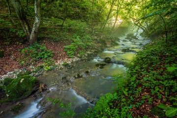 Forest creek, Romania