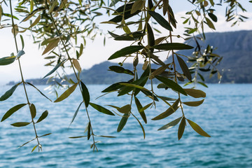 Olive tree with the blue water and mountains on the background, Mediterranean landscape  - Image