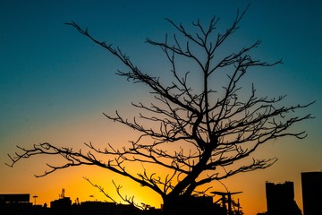 Tree sunset