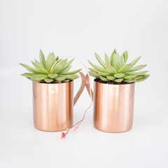 Decorative flowers cactus plants