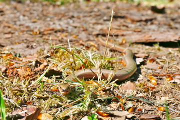 Blind worm on the forest ground in the sun, hissing with its tongue