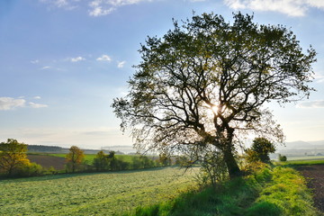 Obraz premium Oak tree against the early morning sun