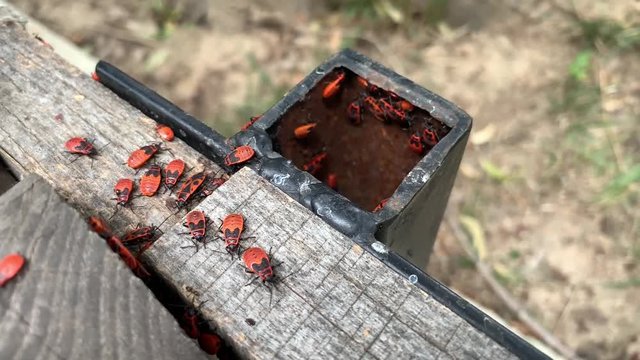 A lot of firebugs (Pyrrhocoris apterus) sitting on the wooden and iron surface