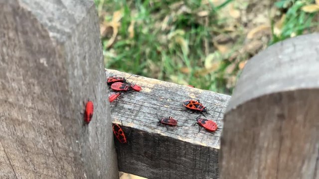 A lot of firebugs (Pyrrhocoris apterus) sitting on the wooden surface
