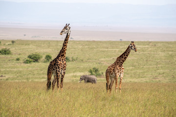 Naklejka na ściany i meble Two giraffes and an elephant in the Masai Mara