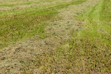 Freshly cut grass on a field on a sunny summer day
