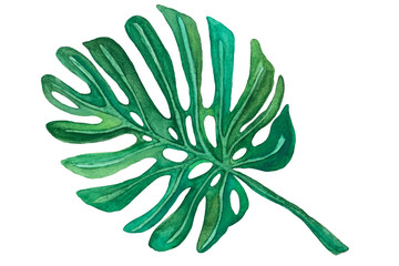 Monstera leaf, watercolor illustration