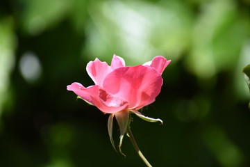 Rose in nature