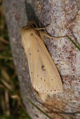 Globia sparganii (ESPER, 1790) Igelkolben-Schilfeule 03.08.2011 DE, Mecklenburg-Vorpommern, Groß-Schwansee