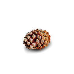 Fir cone isolated on white background for your creativity