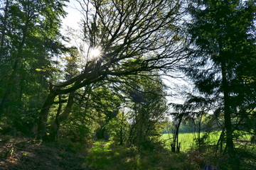 Sun star peeking through trees with fresh leaves in spring