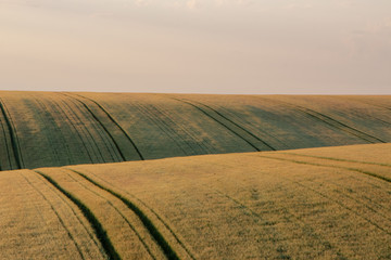 Fototapeta na wymiar Wheat field in early summer, green wheat spoon