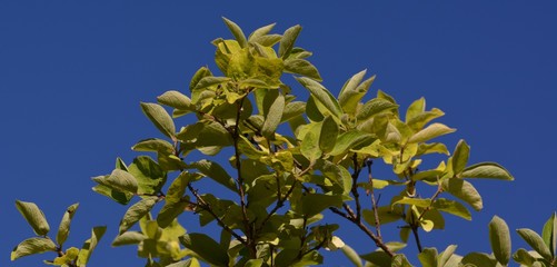 Late Summer Impressions from a Berlin Park of August 31, 2016, Germany