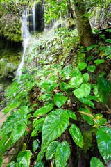 Fototapeta premium Pure tropical waterfall with lush taro and tropical plants in rain season.