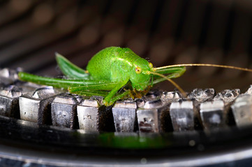 Macro shot of a grasshopper (Acrididae) sitting on the typebars of a historic typewriter.
