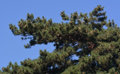 Fototapeta premium Late Summer Impressions from a Berlin Park of August 31, 2016, Germany