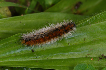 Rhyparia purpurata (LINNAEUS, 1758) Purpurbär, Raupe 19.10.2011 DE, Rheinland-Pfalz, Traben-Trarbach, e.o.SONY DSC