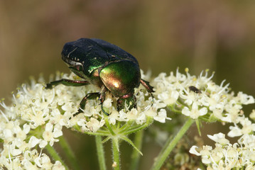 Cetonia aurata (Linnaeus, 1761) Goldglänzender Rosenkäfer 03.08.2011 DE, Mecklenburg-Vorpommern, Groß-SchwanseeSONY DSC
