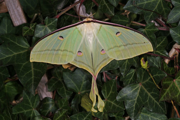 Actias selene (Hübner, 1807) Indischer Mondspinner 22.12.2011 ZuchtexpemplarSONY DSC