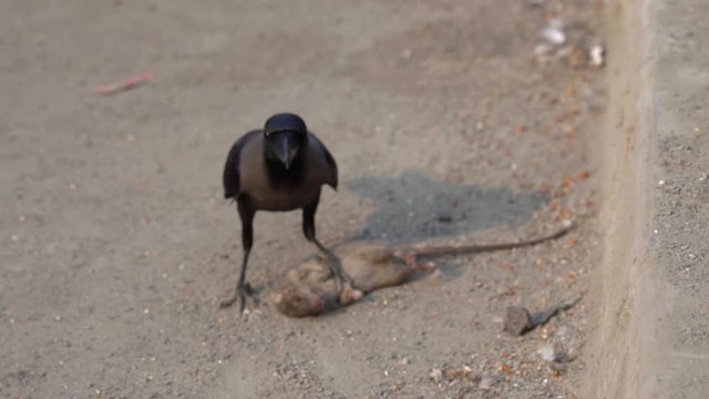 A Hungry Crow Eating a Dead Rat