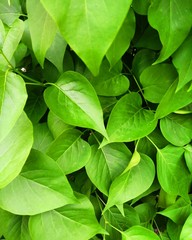 green leaves background