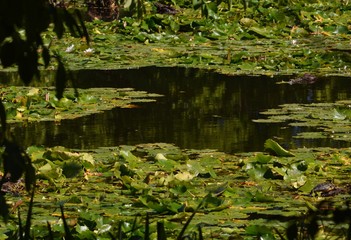 Late Summer Impressions from a Berlin Park of August 31, 2016, Germany