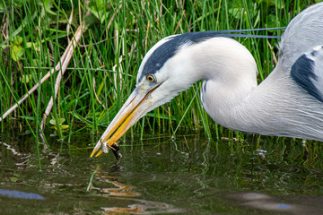 Grey heron (Ardea cinerea) hunting a common newt (Lissotriton vulgaris) in shallow river water